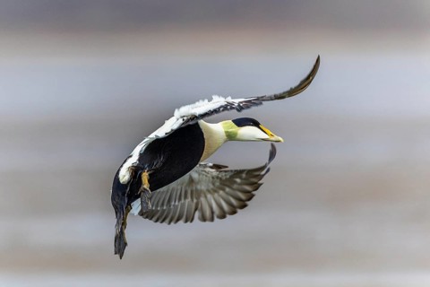 Eider duck (Somateria mollissima), drake flying, duck birds (Anatidae), Aventdalen, Longyearbyen,