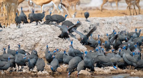 Helmeted guinea fowl (Numida meleagris), flock at the waterhole, Nxai Pan National Park, Botswana
