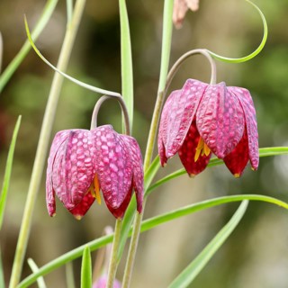 Snake's Head Fritillary (Fritillaria meleagris), two flowers in a meadow, inflorescence, early
