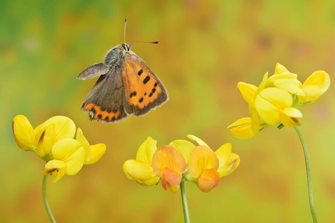 Small copper (Lycaena phlaeas) in flight on the flowers of the horseshoe vetch (Hippocrepis comosa)