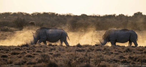 Southern white rhinoceros (Ceratotherium simum simum), Khama Rhino Sanctuary, Serowe, Botswana
