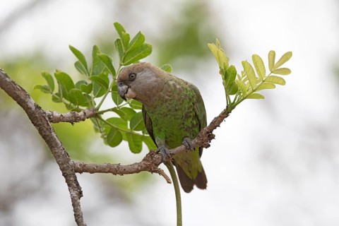 Brown-headed Parrot (Poicephalus cryptoxanthus), South Africa