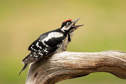 Great Spotted Woodpecker (Dendrocopos major) juvenile begging for food, Smaland, Sweden