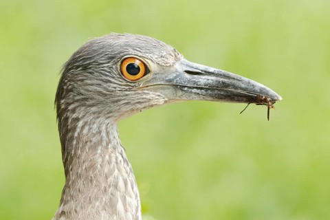 Yellow-crowned Night Heron (Nyctanassa violacea) juvenile with food in its beak, Texas, USA