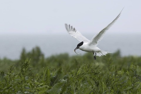 Sandwich Tern (Thalasseus sandvicensis), Scotland, United Kingdom