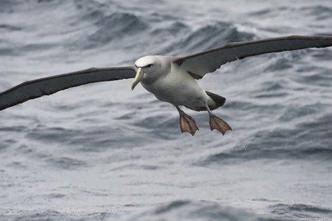 Salvin's Albatross (Thalassarche salvini), New Zealand