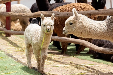 Alpaca and Llama Farm, near Cusco, Peru