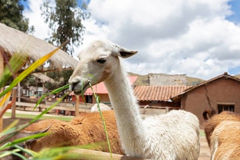 Alpaca and Llama Farm, near Cusco, Peru