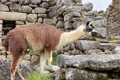 Llama (Lama glama), Machu Picchu, Sacred Valley, Peru