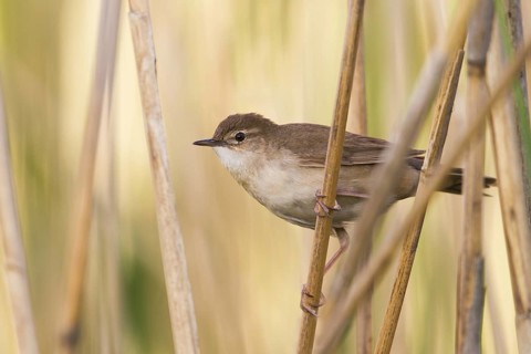 Savi's Warbler (Locustella luscinioides), Vorarlberg, Austria