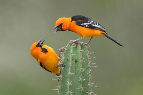 Altamira Oriole (Icterus gularis) quarreling on a cactus, Texas, USA