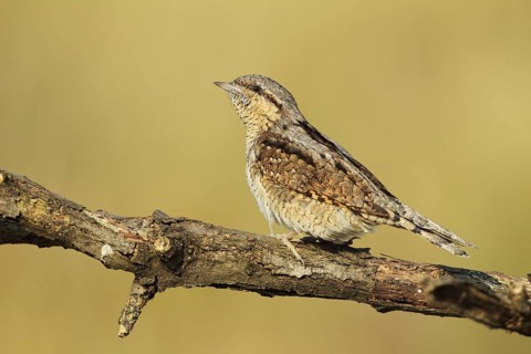 Eurasian Wryneck (Jynx torquilla), Baden-Wuerttemberg, Germany