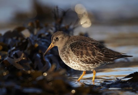 Purple Sandpiper (Calidris maritima), Schleswig-Holstein, Germany