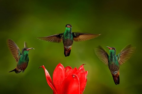 Three birds with red flower. Rufous-tailed Hummingbird, Amazilia tzacatl, bird flying next to