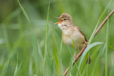 Marsh Warbler (Acrocephalus palustris) male singing in reeds, Poland
