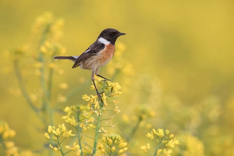 European Stonechat (Saxicola rubicola) male perched in a rape field, Poland