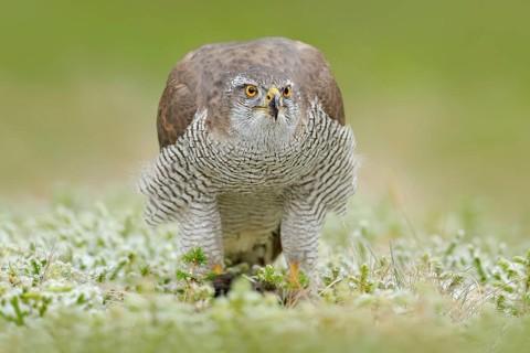Goshawk, Accipiter gentilis, feeding on killed dark squirrel in the forest. Bird of Prey in the