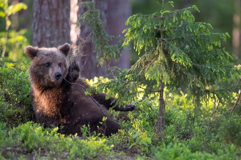 Eurasian Brown Bear (Ursus arctos) cub resting and waving its paw in forest, Finland