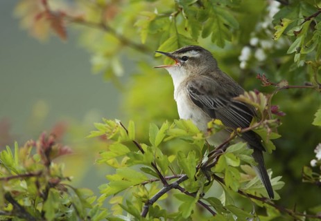 Sedge Warbler (Acrocephalus schoenobaenus) singing, Schleswig-Holstein, Germany