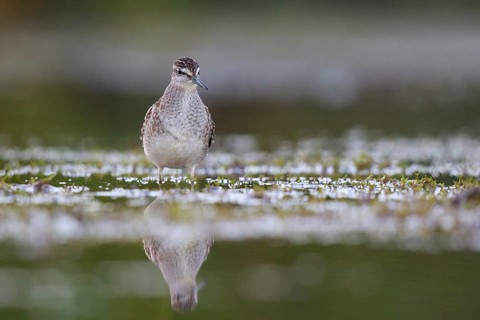 Wood Sandpiper (Tringa glareola) foraging, North Rhine-Westphalia, Germany