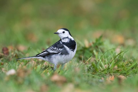 Pied Wagtail - Trauerbachstelze - Motacilla alba ssp. yarelli, Great Britain