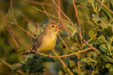Icterine Warbler (Hippolais icterina) singing, Schleswig-Holstein, Germany