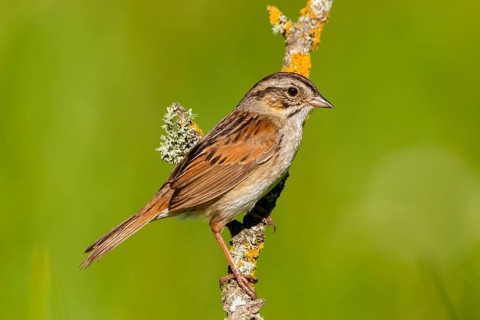 Swamp Sparrow Melospiza georgiana Tamarack, Aitken County, Minnesota, United States 18 June Adult