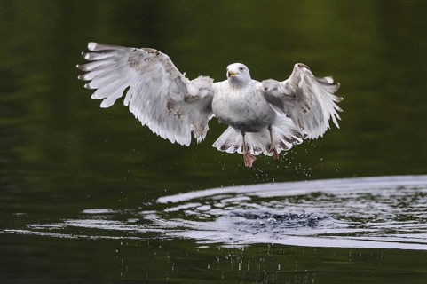 European Herring Gull (Larus argentatus) flying, Nord-Trondelag, Norway