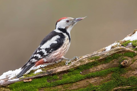 Middle Spotted Woodpecker (Dendrocoptes medius) climbing up old mossy tree trunk, Poland