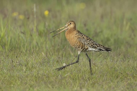 Black-tailed Godwit (Limosa limosa) calling, Iceland