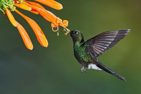 Tourmaline Sunangel (Heliangelus exortis) flying while feeding on flower nectar, Ecuador