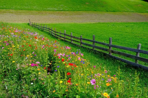 Wildflower meadow, Sesto, Dolomites, Val Pusteria, South Tyrol, Italy
