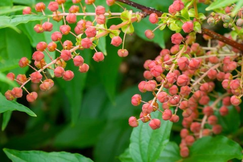 Japanese redroot (Coriaria japonica), Netherlands