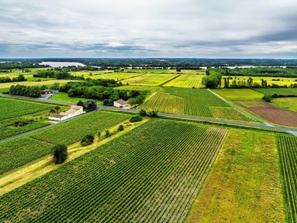 Grape fields around Castle of La Riviere, Vineyard Chateau de La Riviere from a drone, Bordeaux,