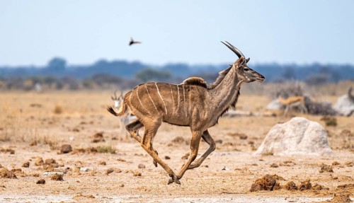 Greater kudu (Tragelaphus strepsiceros), young male, running, Nxai Pan National Park, Botswana