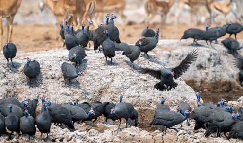 Helmeted guinea fowl (Numida meleagris), flock at the waterhole, Nxai Pan National Park, Botswana