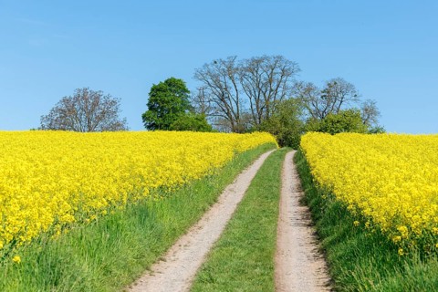 A grassy field path divides rapeseed fields under a bright blue sky, near Winnenden,