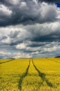Golden wheat field under a dramatic sky with dark clouds and visible tractor trails. Limagne Plain.