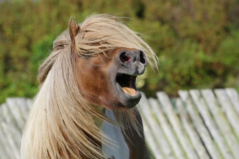 A horse with a flowing mane and open mouth neighing in front of a pasture fence in a rural setting,