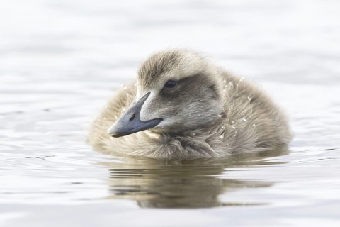 Common Eider (Somateria mollissima) juvenile, Iceland