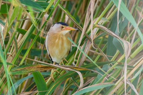 Little Bittern (Ixobrychus minutus) male, Thuringia, Germany