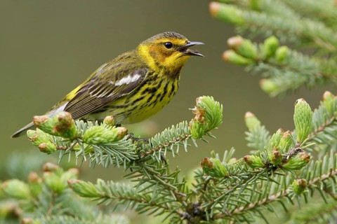 Cape May Warbler (Setophaga tigrina) singing, Manitoba, Canada