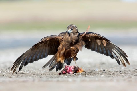 Swamp Harrier (Circus approximans) juvenile, Victoria, Australia