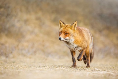 Rotfuchs, Vulpes vulpes Red Fox, Vulpes vulpes