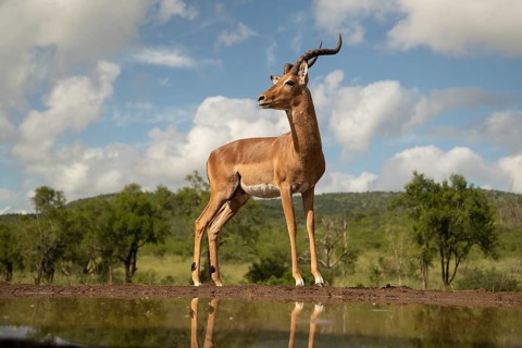 Impala (Aepyceros melampus) buck at waterhole, Kruger National Park, South Africa