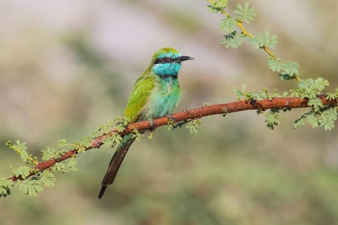 Green Bee-eater (Merops orientalis), Eilat, Israel