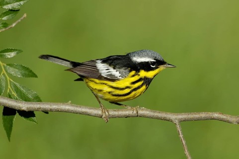 Magnolia Warbler (Setophaga magnolia), Texas, USA