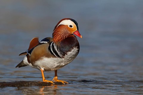 Mandarin Duck (Aix galericulata) male, Baden-Wuerttemberg, Germany