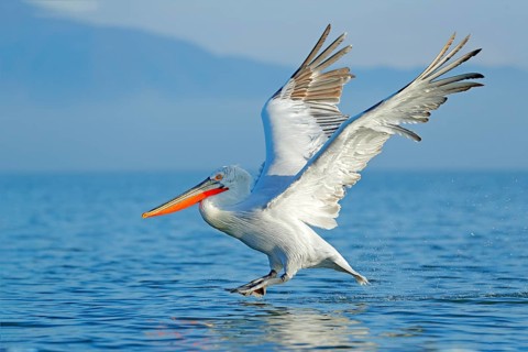 Dalmatian pelican, Pelecanus crispus, landing in Lake Kerkini, Greece. Pelican with open wings.
