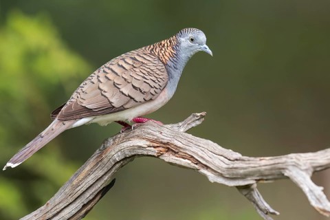Bar-shouldered Dove (Geopelia humeralis) perched on a branch in eastern Australia